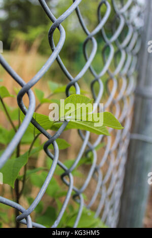 Plants peeking through the gate Stock Photo