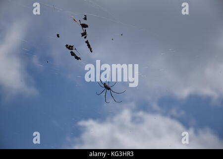 A big black Nephila pilipes spider on his web against the sky and clouds in Bali, Indonesia Stock Photo