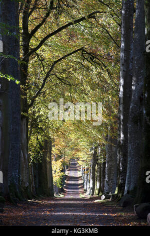 Beech tree avenue at the entrance to Drummond Gardens, near Crieff, Perthshire, Scotland. Stock Photo