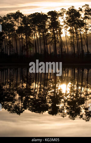 Sunrise through Florida Slash Pines, Pinus elliottii, Everglades National Park, Florida Stock Photo