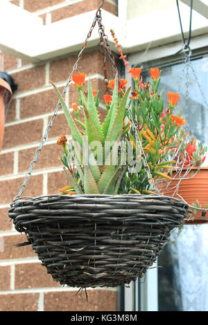 Aloe vera and pig face plant in hanging basket