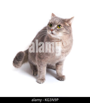 The scared cat has pressed ears and has recoiled back. It is isolated on a white background. Cat gray, eyes yellow, language pink Stock Photo