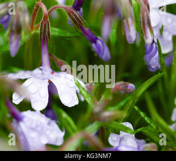 Lilac flowers after a rain in a grass. Drops on petals and buds, a close up, selective focus Stock Photo