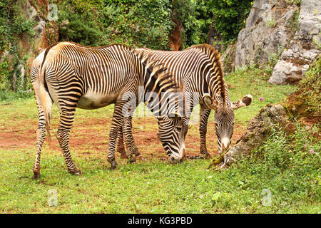 Two zebras against the background of greens and rocks. The group of two zebras soiled by the red earth leaves on a trpinka between the high rocks cove Stock Photo