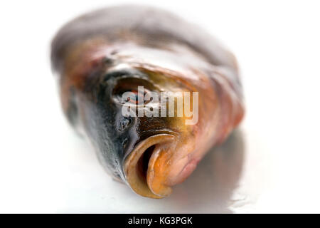 One fresh raw fish on a white background. A carcass of a tench with golden-green scales, the head to the viewer, it is isolated on white, selective fo Stock Photo