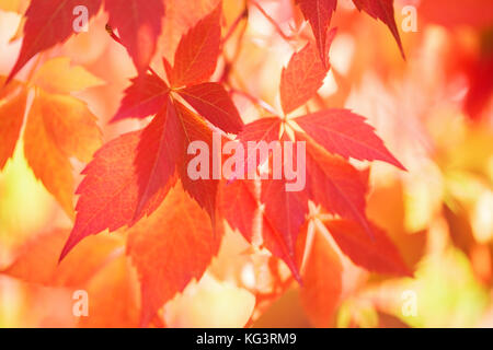 Background from autumn leaves. The red leaves of grapes lit with the sun. Close up, selective focus. Stock Photo