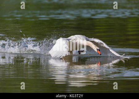 natural mute swan (Cygnus olor) running on the water Stock Photo