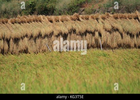 traditional methid of dried rice by hanging hey stack on rack. Sun dried rice. tokyo suburban area, Japan Stock Photo