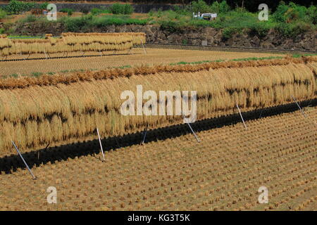 traditional methid of dried rice by hanging hey stack on rack. Sun dried rice. tokyo suburban area, Japan Stock Photo