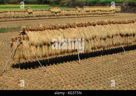 traditional methid of dried rice by hanging hey stack on rack. Sun dried rice. tokyo suburban area, Japan Stock Photo