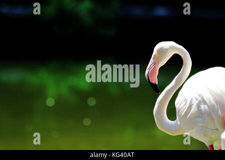 Alone Flamingo in sunlight with negative space Stock Photo