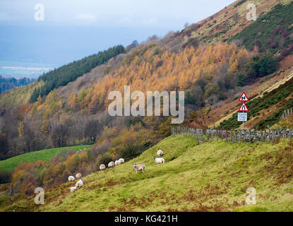 Sheep grazing on a hillside in Glendevon, Perthshire, Scotland. Stock Photo