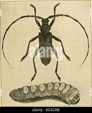'A manual of dangerous insects likely to be introduced in the United States through importations' (1917) Stock Photo