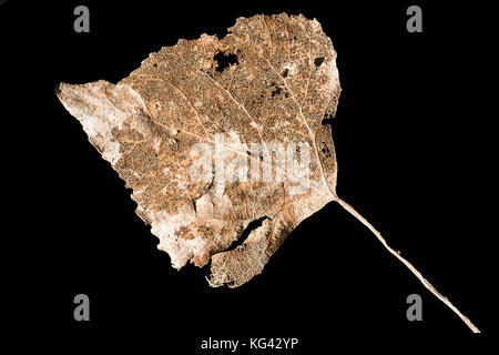 Decomposed golden skeleton leaf on black background Stock Photo