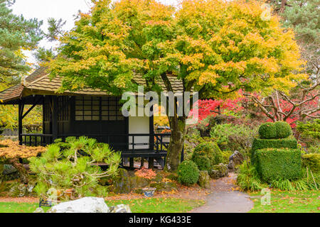 Acer Palmatium trees with red and orange foilage during autumn at the Japanese Gardens, Irish National Stud, Kildare Stock Photo