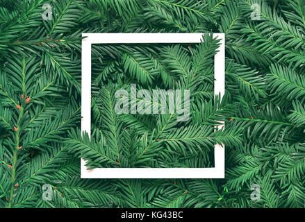 Creative background of pine branch with white paper frame. New Year and Merry Christmas Concept. Flat Lay. Stock Photo