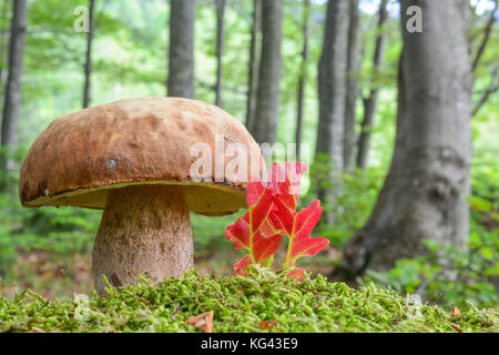 A fine example of young, fully developed Summer Bolete or Boletus reticulatus in natural habitat, beech forest, in a moss next to some red leaves Stock Photo