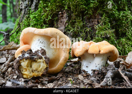 Wood Hedgehog mushroom, or Hydnum repandum, delicious edible mushroom in natural habitat, oak forest, under oak tree trunk covered with moss Stock Photo