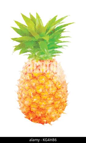 Watercolor pineapple fruit on white Stock Vector