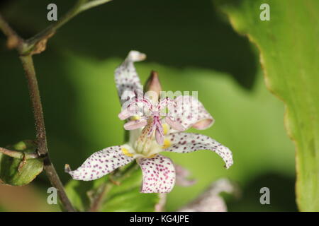 Toad Lily Tricyrtis Formosana Spotted Lily Stock Photo