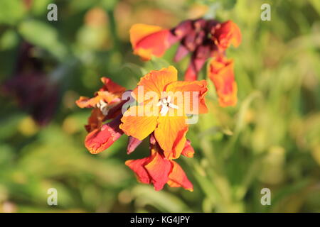 Orange Blooming Wallflower with White Centre Stock Photo