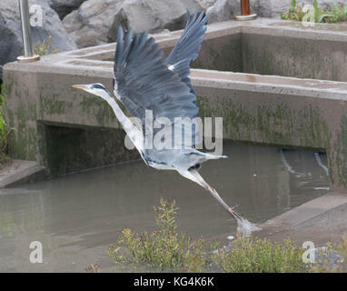 a Grey Heron takes off in flight from a reservoir Stock Photo