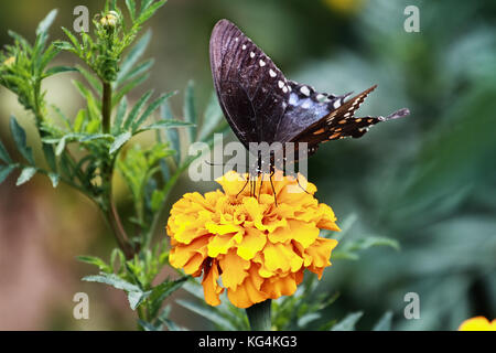 A Spicebush Swallowtail (Papilio polyxenes) Butterfly feeding from an orange marigold flower in the summer sun. Stock Photo