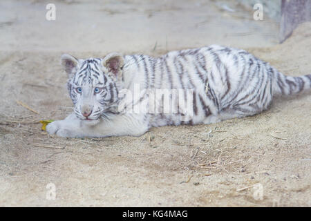 Little grey tiger lying and playing on the ground in the zoo Stock Photo