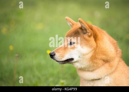 the portrait of the head of a shiba inu dog looking good in front of him Stock Photo