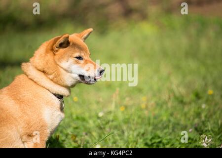 the little Japanese dog shiba inu is sitting in the grass and he is curious Stock Photo