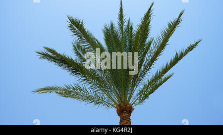 Palm trees leaves and branches flying on the wind Stock Photo