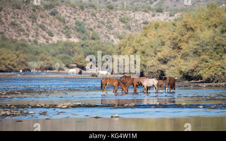 Band of Salt River wild horses in the water Stock Photo