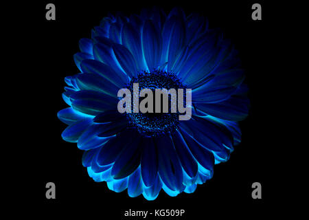 computer processing, inversion, blue flower lone gerbera on black background isolated. Stock Photo