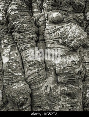 Detail of the trunk of an ancient beech tree Fagus sylvatica in the New Forest in Hampshire UK Stock Photo
