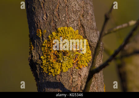 Orange Xanthoria parietina foliose, or leafy lichen on bark in the pine forest. clear air indicator Stock Photo