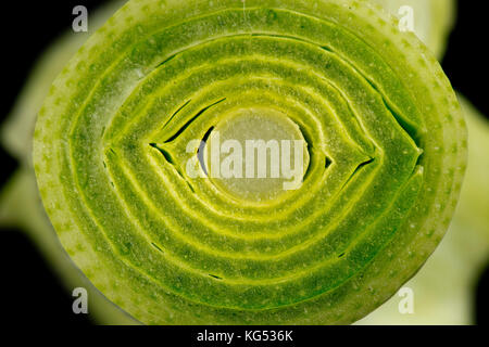 Section through the stem, leaf sheath, of a leek plant, Allium ampeloprasum, showing structure made up of tightly packed leaves Stock Photo