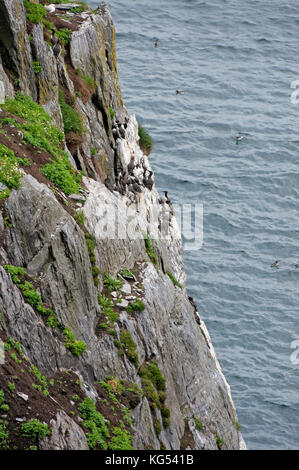 Common guillemots (Uria aalge) on the cliffs at Skellig Michael Island, County Kerry, Ireland Stock Photo