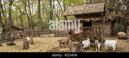 a herd of goats in a pen with a leader the rest goats eat, goats of different colors and colorings, the leader protects the herd Stock Photo