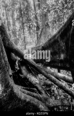 Woodland detail in black and white Stock Photo