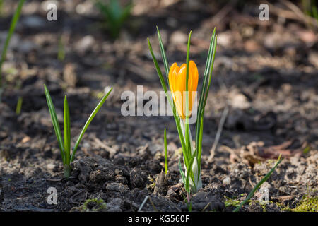 Close up of orange crocus blooming in spring with natural brown background. Stock Photo