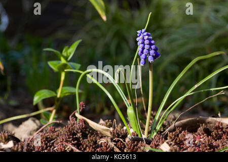 Close up of blue spring flowers grape hyacinth in spring with natural green background. Selective focus. Shallow depth of field. Stock Photo