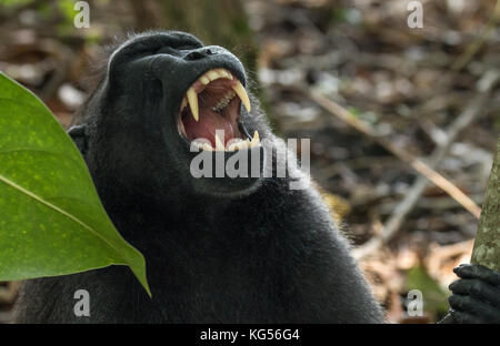 A Celebes crested macaque (Macaca nigra) in a tree in Tangkoko National Park, North Sulawesi, Indonesia. The species is critically endangered. Stock Photo