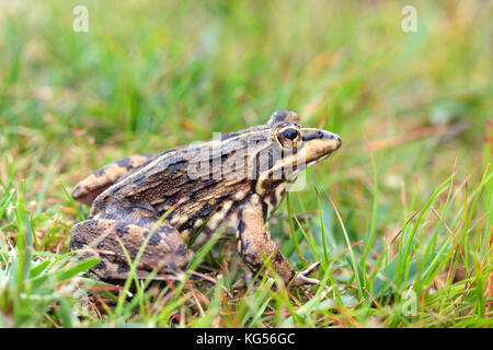 Cape river frog (Amietia fuscigula), Cape Town, South Africa. Stock Photo