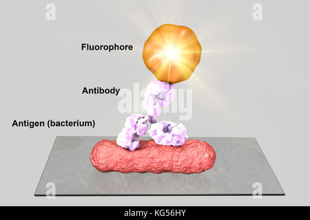 Mechanism of direct immunofluorescence test, computer illustration. Immunofluorescence is a cell imaging technique based on the use of antibodies to label a specific target antigen (bacteria, cancer cells, other) with a fluorescent dye (also called fluorophore or fluorochrome). The fluorescent dye allows visualization of the antigen distribution in the sample under a fluorescent microscope. Direct immunofluorescence test uses a single antibody directed against the antigen that is the target of interest. This antibody is directly conjugated to a fluorescent dye. Stock Photo