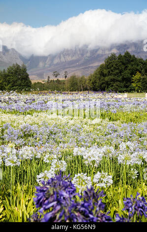 Mixed agapanthus flowers (Nile lily or African lily), near Somerset West, Western Cape, South Africa. Stock Photo