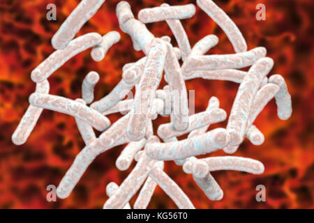 Tuberculosis bacteria. Computer illustration of Mycobacterium tuberculosis bacteria, the Gram-positive rod-shaped bacteria which cause the disease tuberculosis. Stock Photo