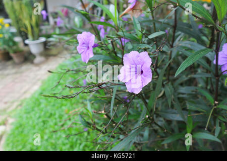 ruellias or wild petunias flower Stock Photo