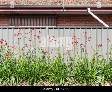 Typical Australian suburban garden scene of Kangaroo Paw growing against a fence in front of an old house Stock Photo