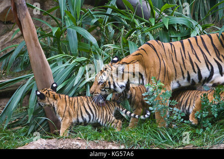 Malayan female tiger and cubs on exhibit at the San Diego Zoo, CA US.  This is perhaps the smallest subspecies of tiger. Its stripe pattern is similar Stock Photo