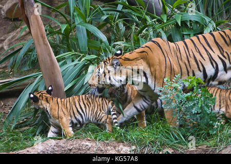 Malayan female tiger and cubs on exhibit at the San Diego Zoo, CA US.  This is perhaps the smallest subspecies of tiger. Its stripe pattern is similar Stock Photo